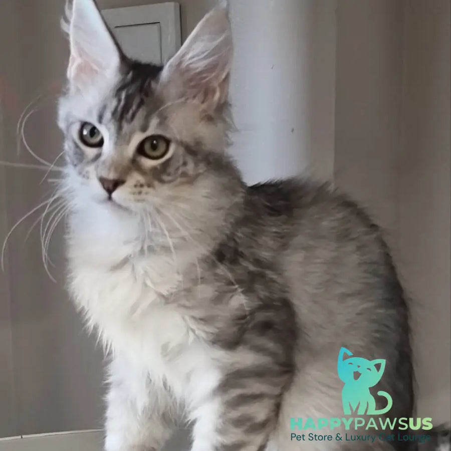 Elit Maine Coon male black silver spotted tabby - live animals