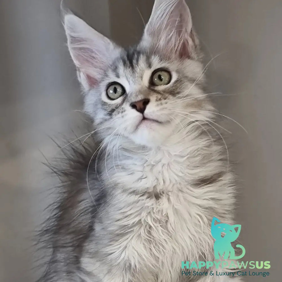 Elit Maine Coon male black silver spotted tabby - live animals