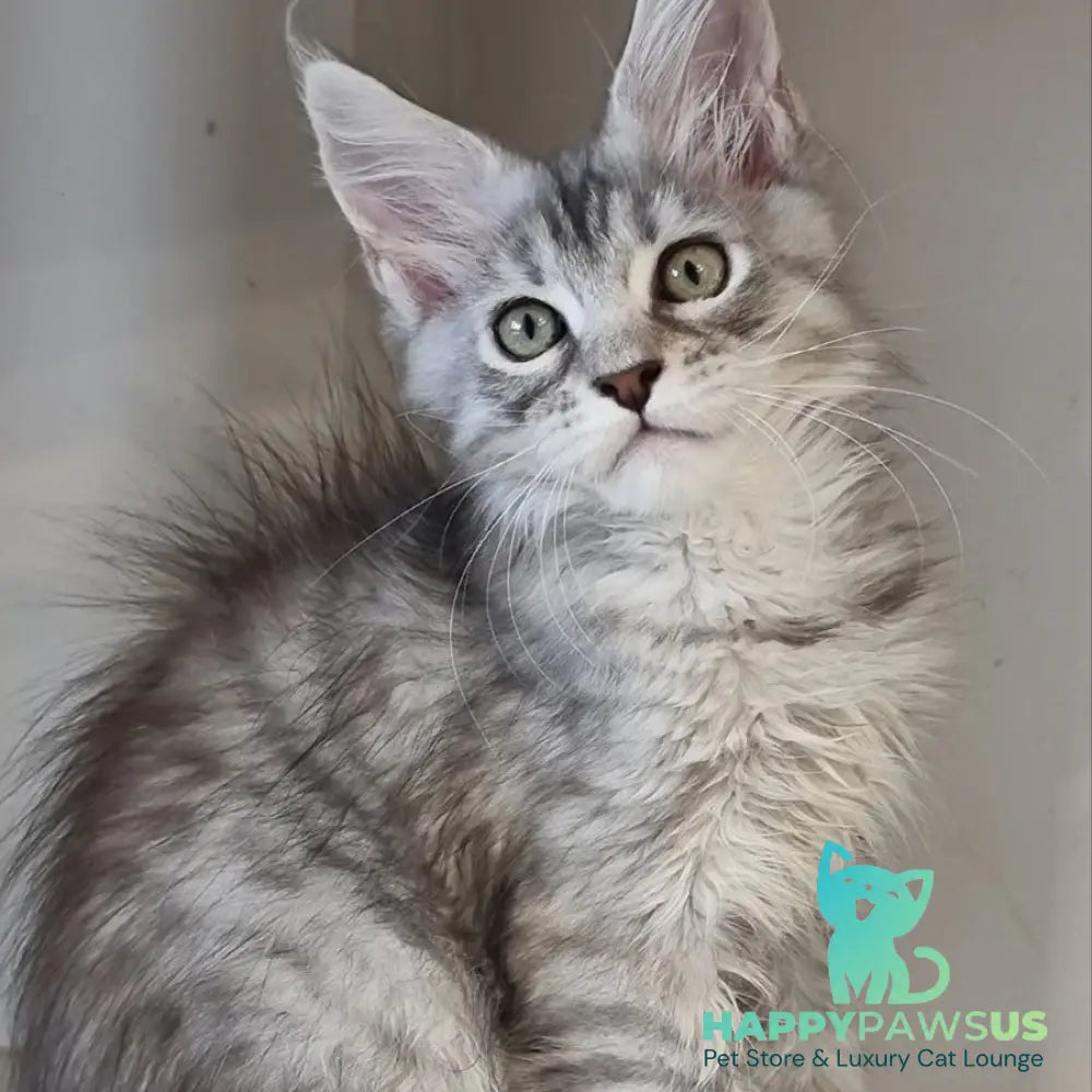Elit Maine Coon male black silver spotted tabby - live animals