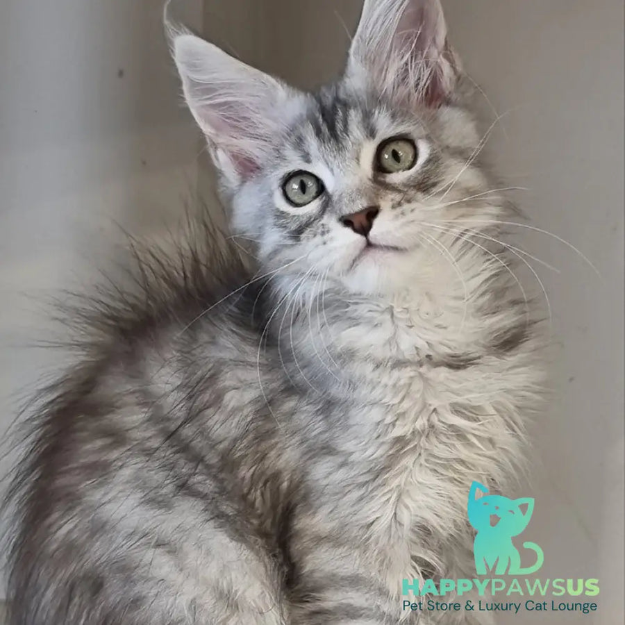 Elit Maine Coon male black silver spotted tabby - live animals