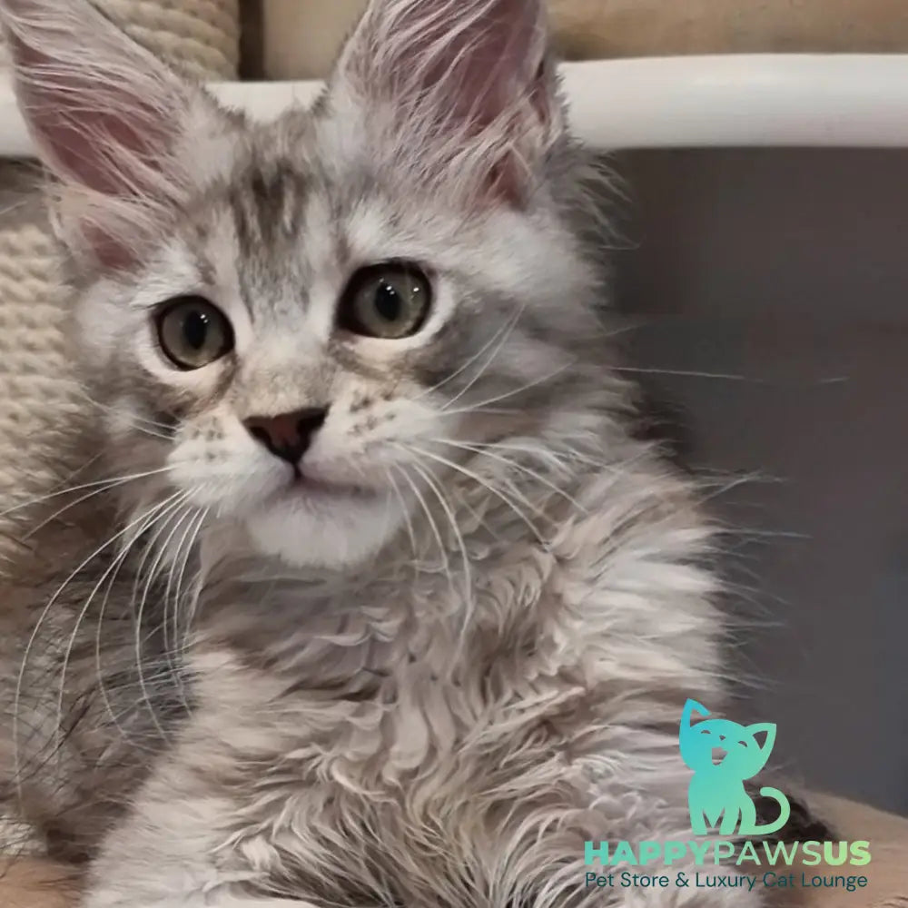 Elit Maine Coon male black silver spotted tabby - live animals