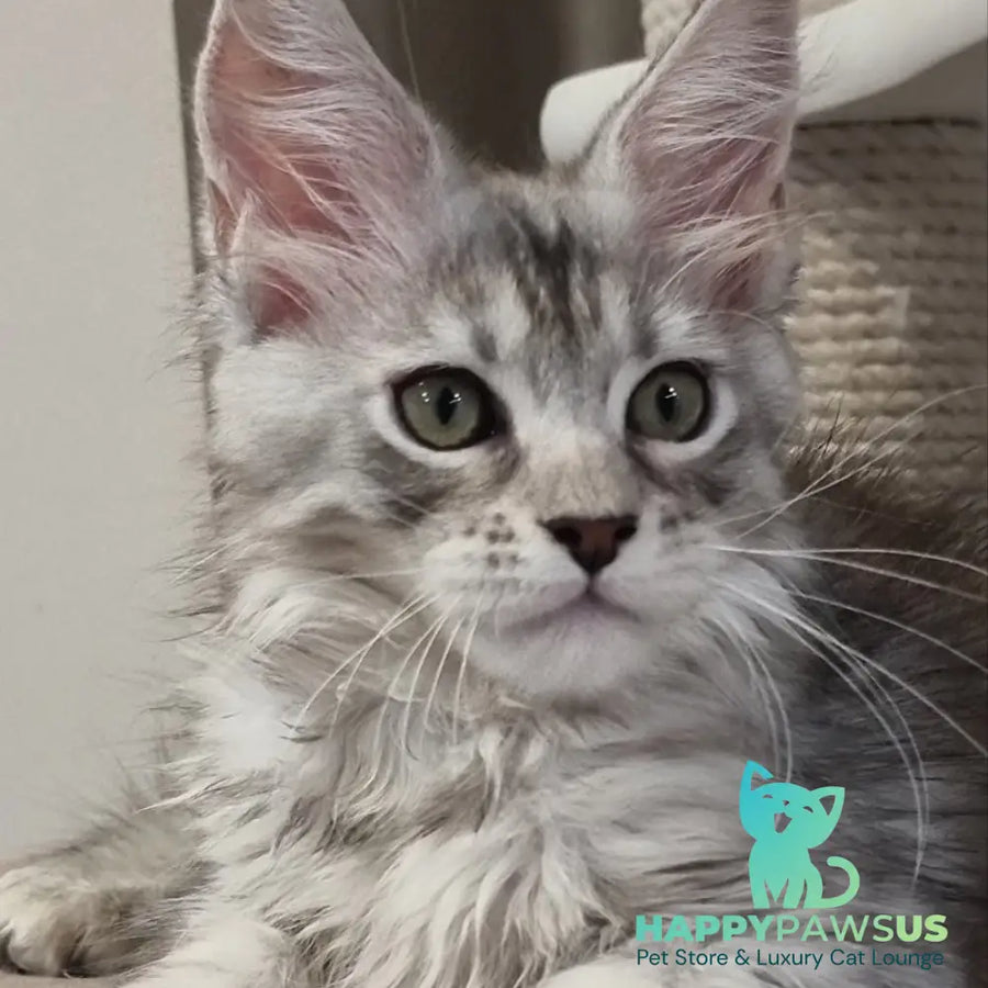 Elit Maine Coon male black silver spotted tabby - live animals