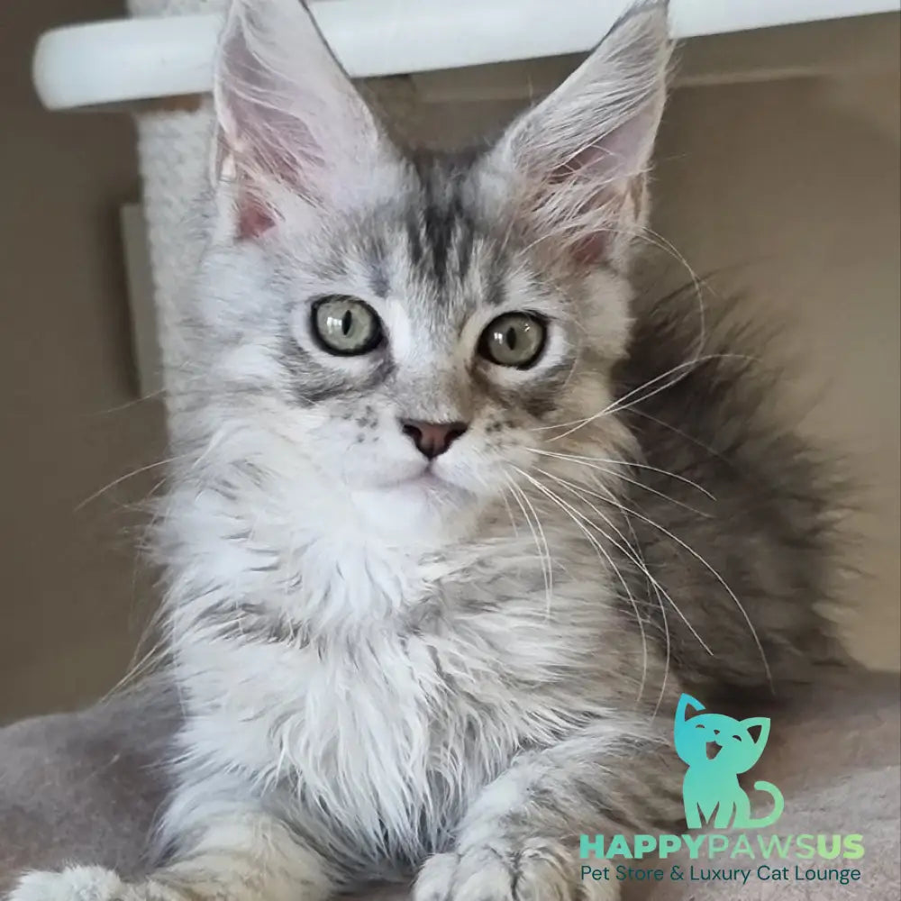 Elit Maine Coon male black silver spotted tabby - live animals
