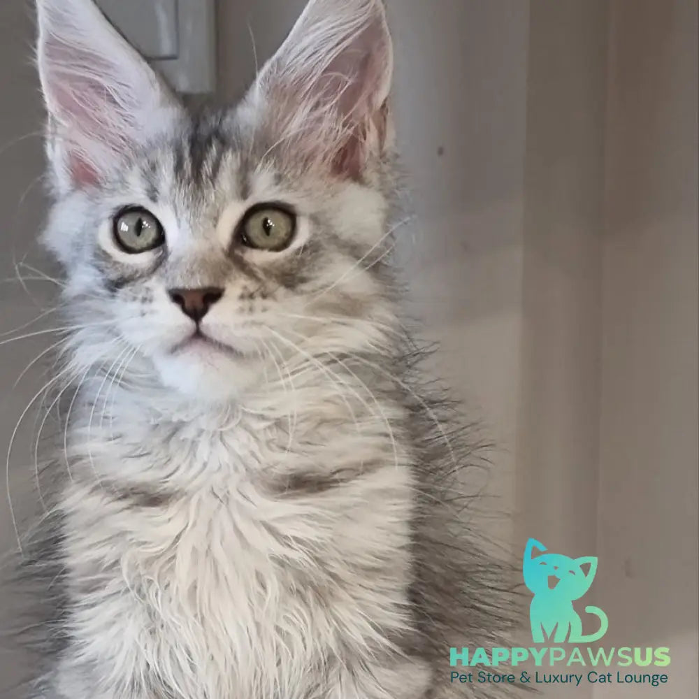 Elit Maine Coon male black silver spotted tabby - live animals