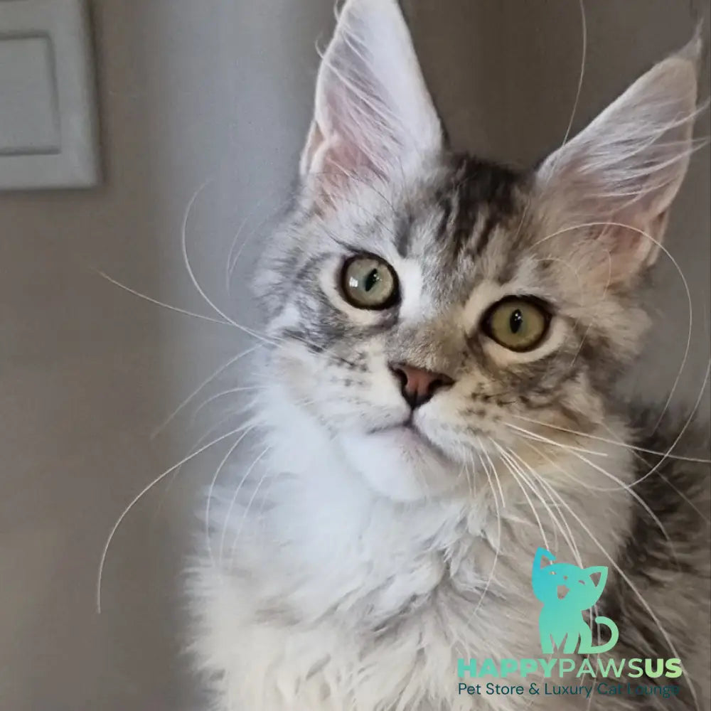 Elit Maine Coon male black silver spotted tabby - live animals