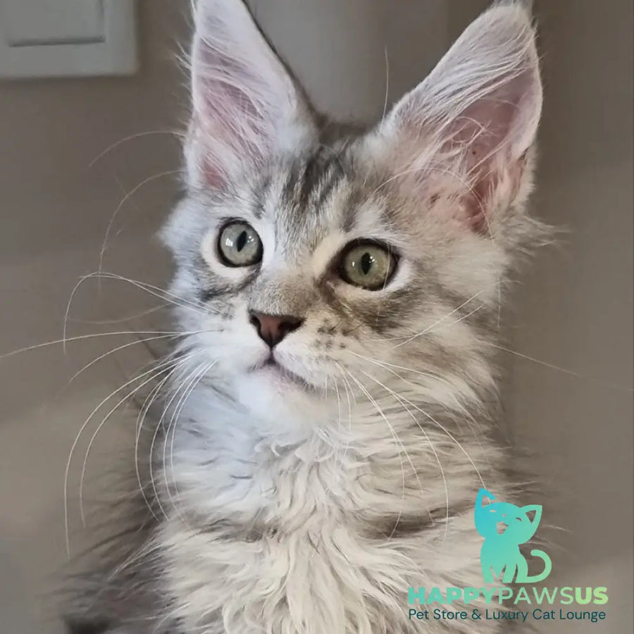 Elit Maine Coon male black silver spotted tabby - live animals