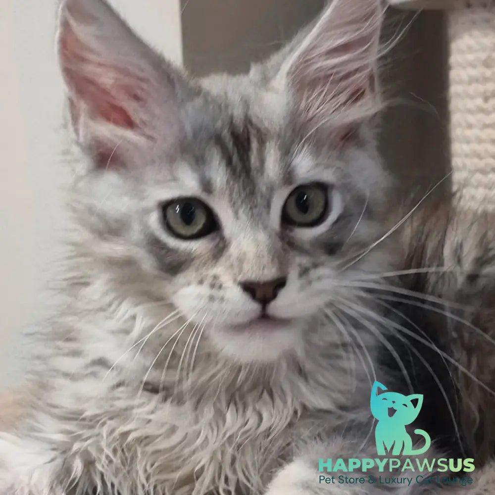 Elit Maine Coon male black silver spotted tabby - live animals