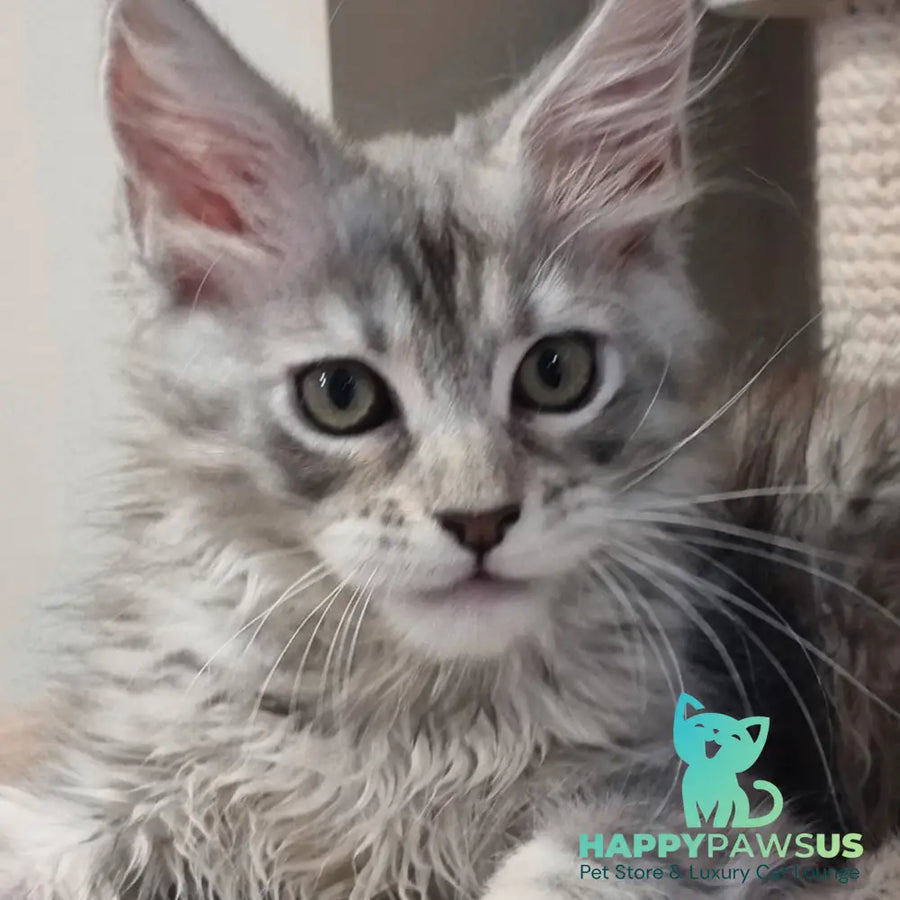 Elit Maine Coon male black silver spotted tabby - live animals