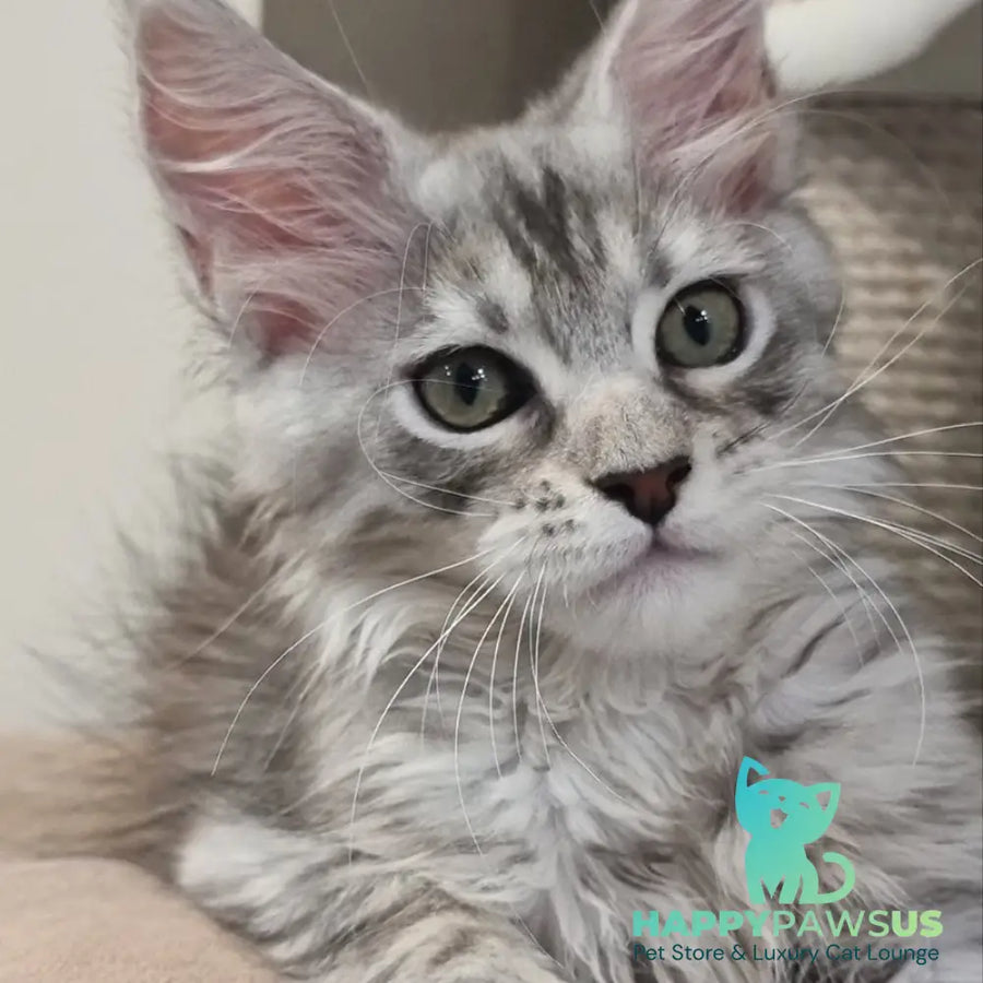 Elit Maine Coon male black silver spotted tabby - live animals