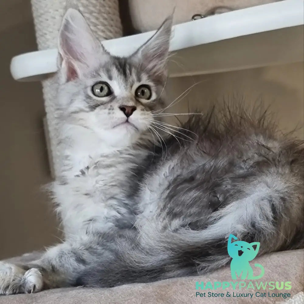 Elit Maine Coon male black silver spotted tabby - live animals