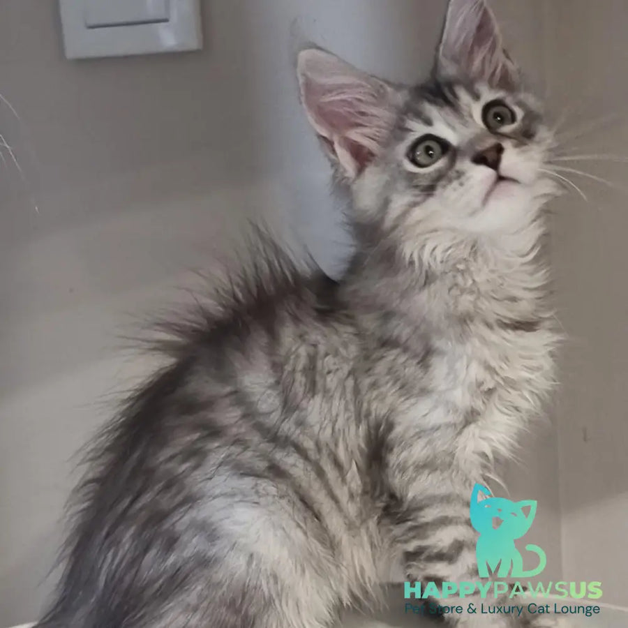 Elit Maine Coon male black silver spotted tabby - live animals