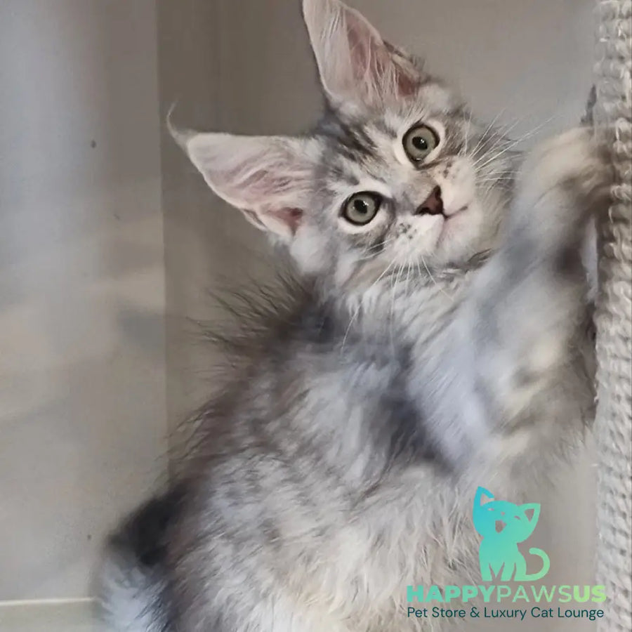 Elit Maine Coon male black silver spotted tabby - live animals