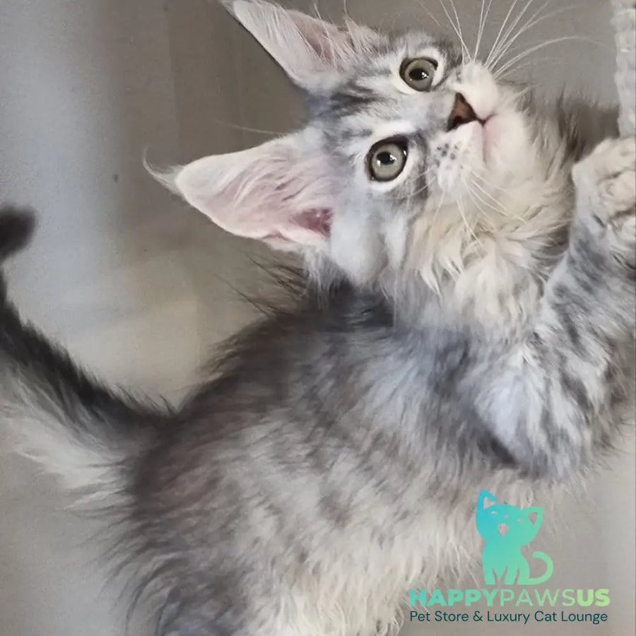 Elit Maine Coon male black silver spotted tabby - live animals