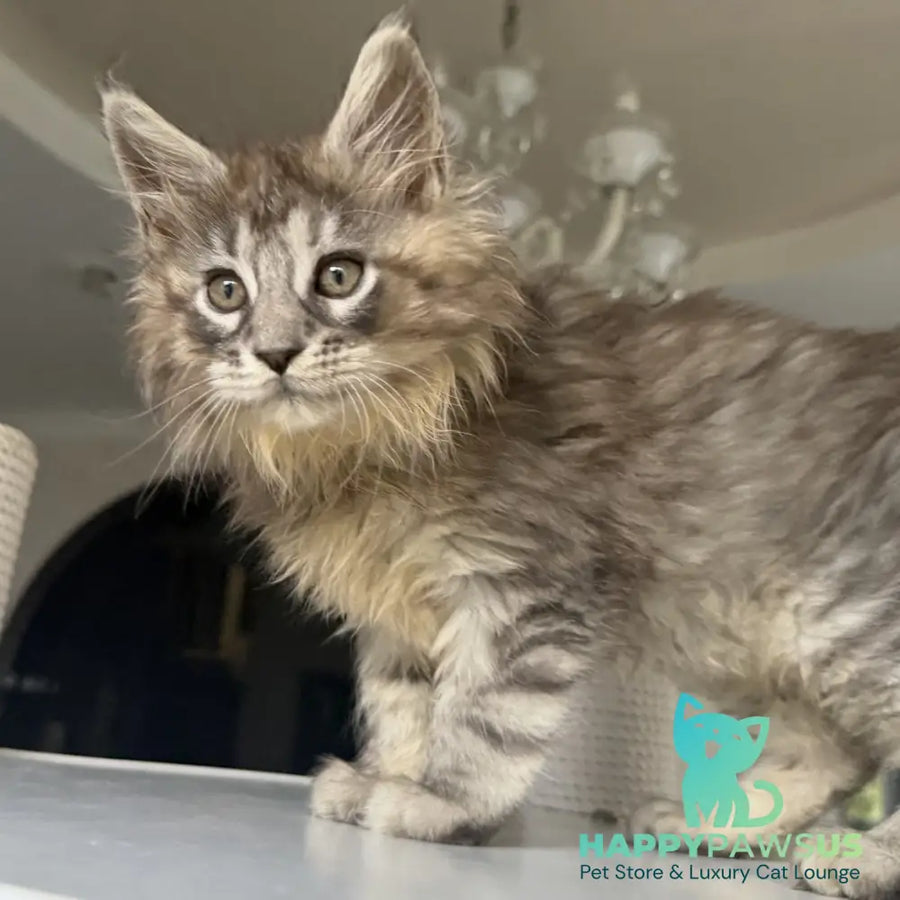 Elit Maine Coon male black silver tabby - live animals