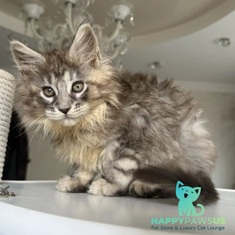 Elit Maine Coon male black silver tabby - live animals