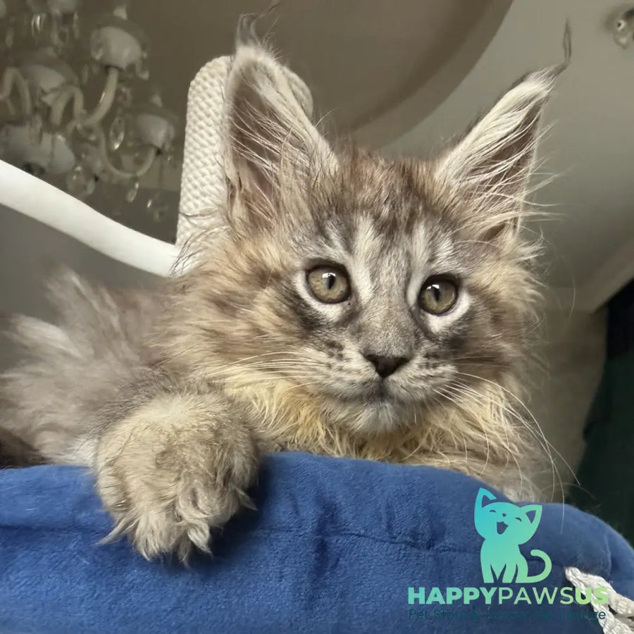 Elit Maine Coon male black silver tabby - live animals