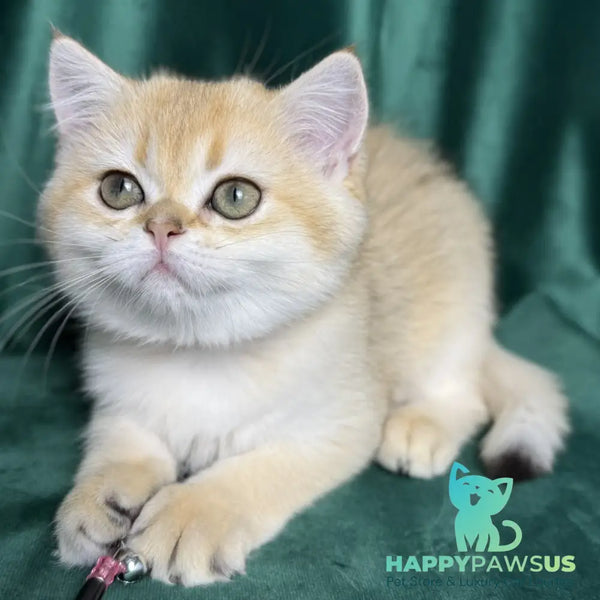 Eliya Scottish Straight female black golden shaded - live animals