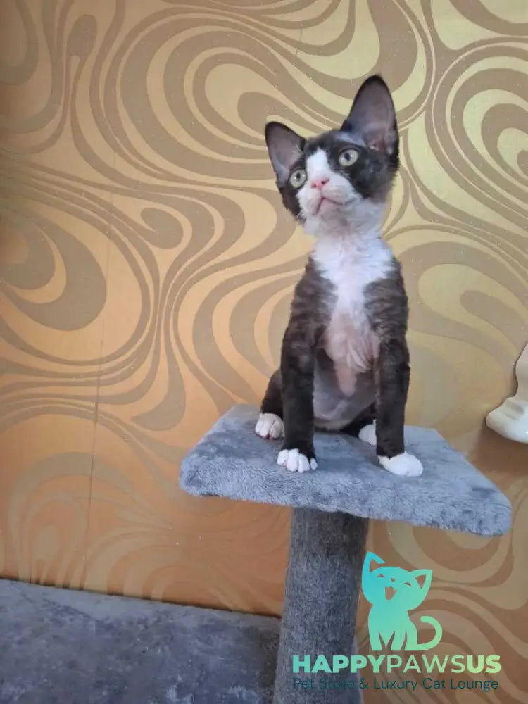 Eliza Devon Rex female black bicolour - live animals