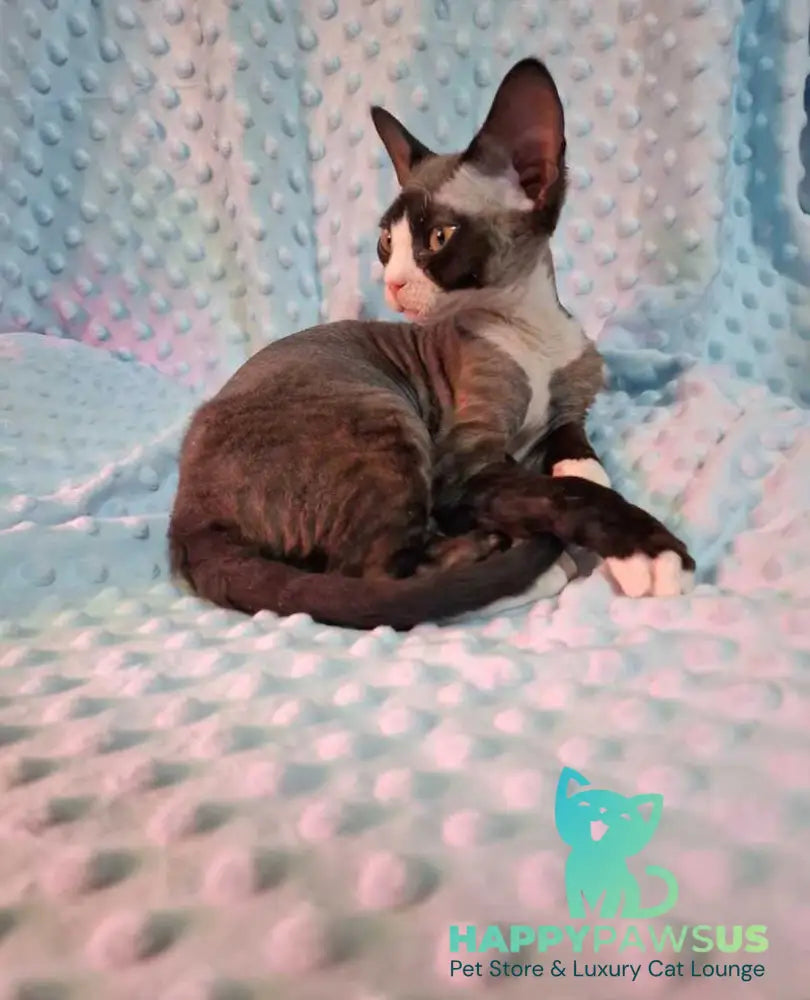 Eliza Devon Rex female black bicolour - live animals