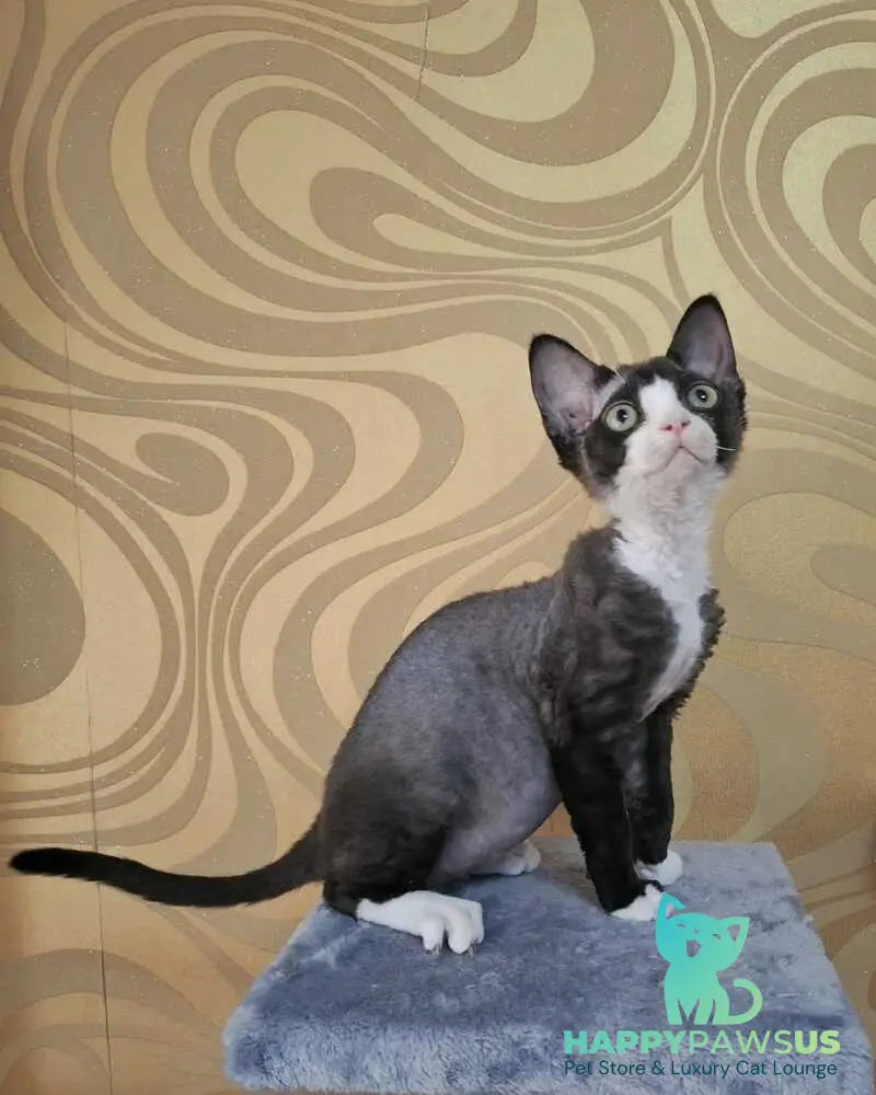 Eliza Devon Rex female black bicolour - live animals