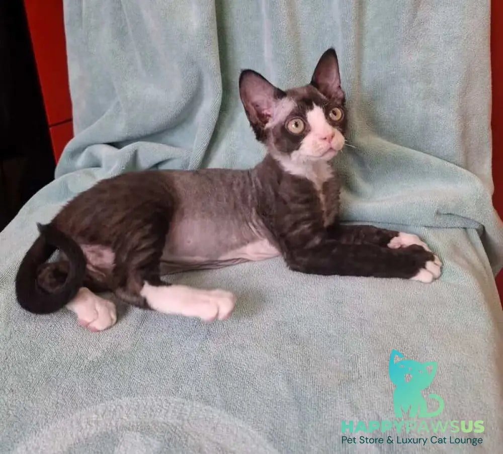 Eliza Devon Rex female black bicolour - live animals