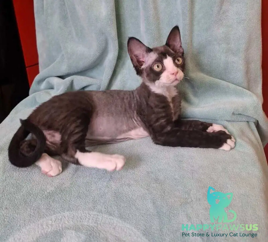 Eliza Devon Rex female black bicolour - live animals