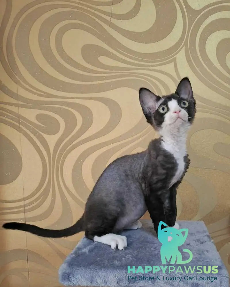 Eliza Devon Rex female black bicolour - live animals