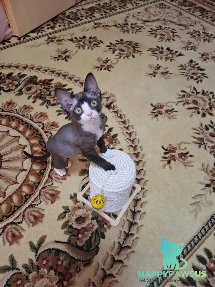 Eliza Devon Rex female black bicolour - live animals