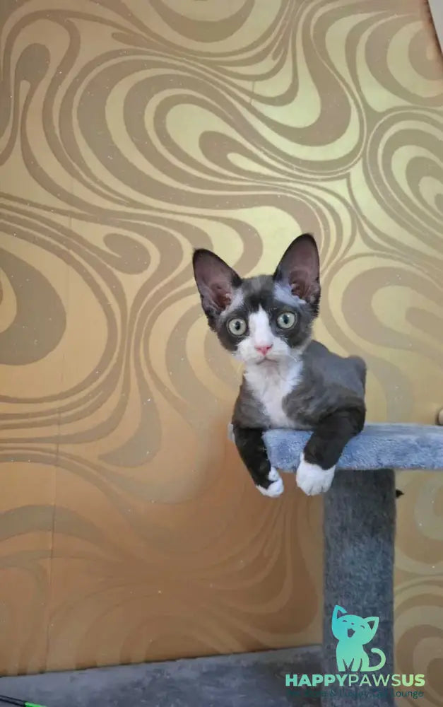 Eliza Devon Rex female black bicolour - live animals