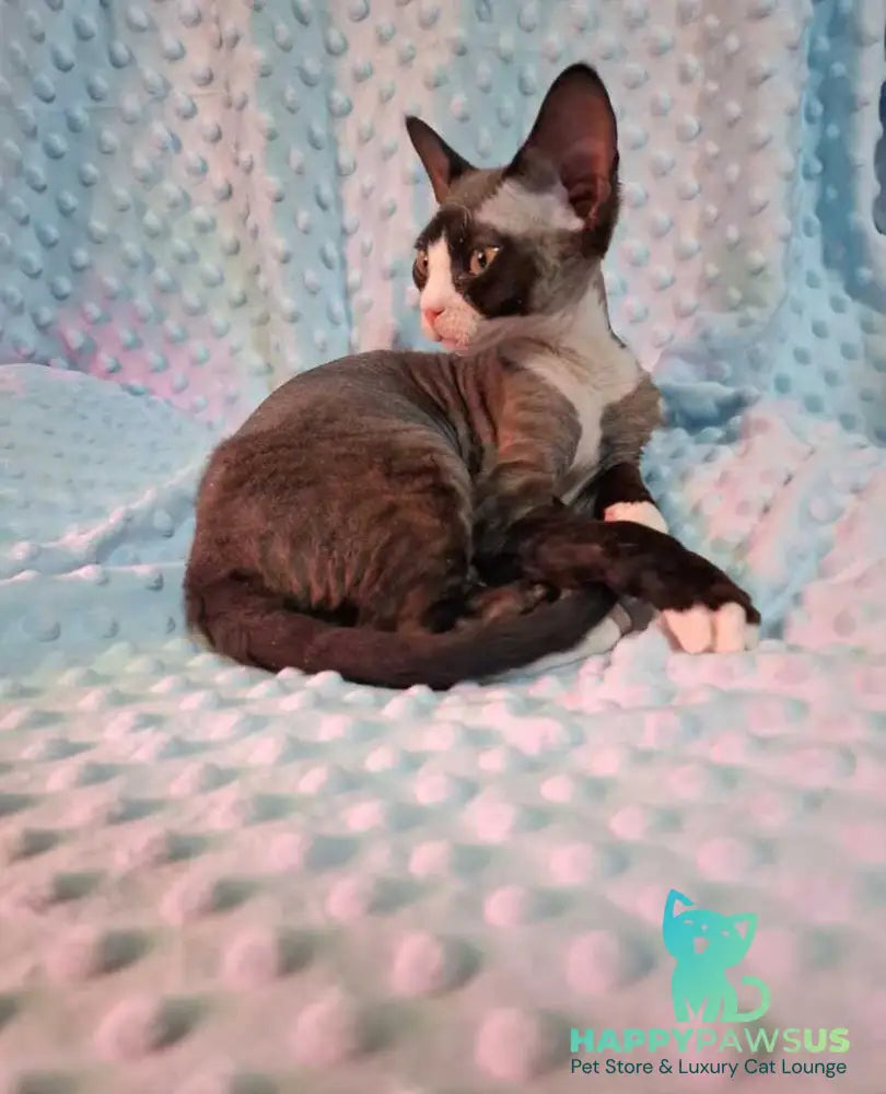 Eliza Devon Rex female black bicolour - live animals