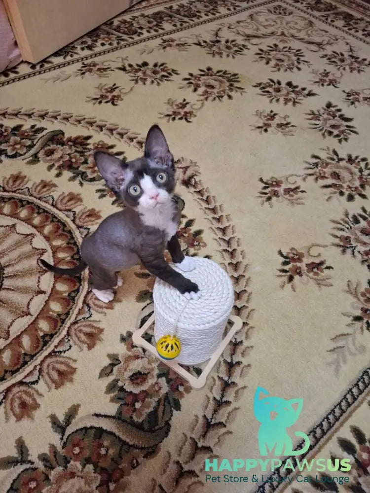 Eliza Devon Rex female black bicolour - live animals