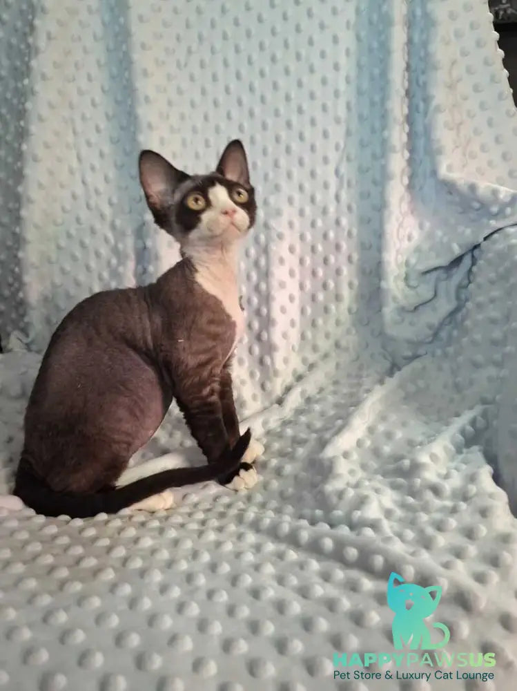 Eliza Devon Rex female black bicolour - live animals