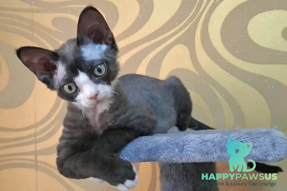 Eliza Devon Rex female black bicolour - live animals