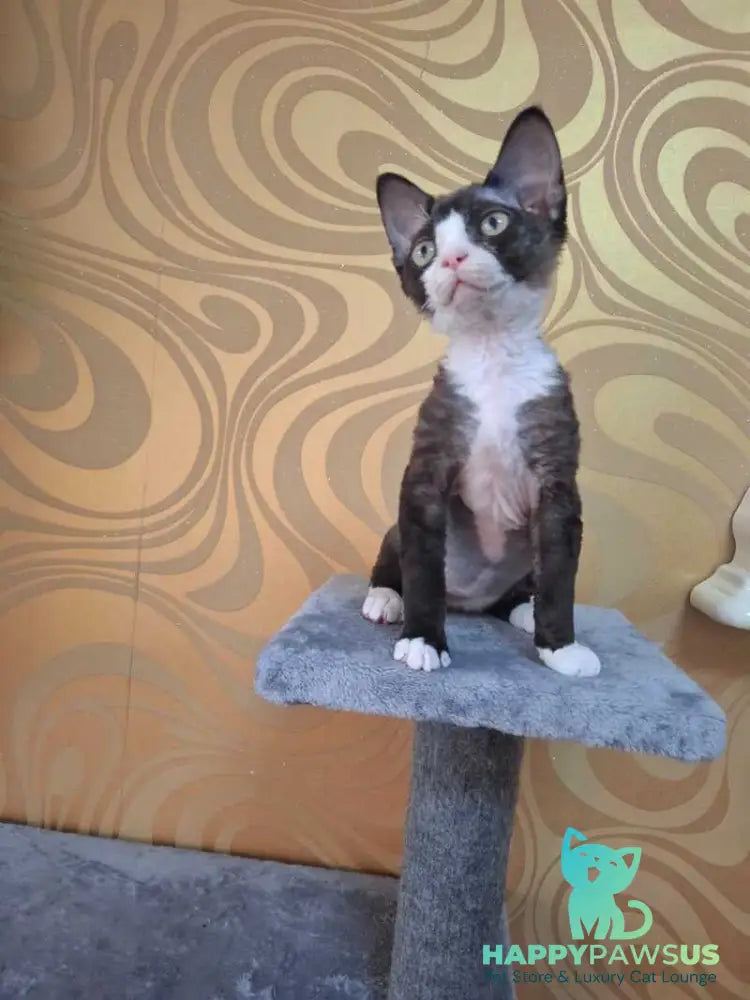 Eliza Devon Rex female black bicolour - live animals