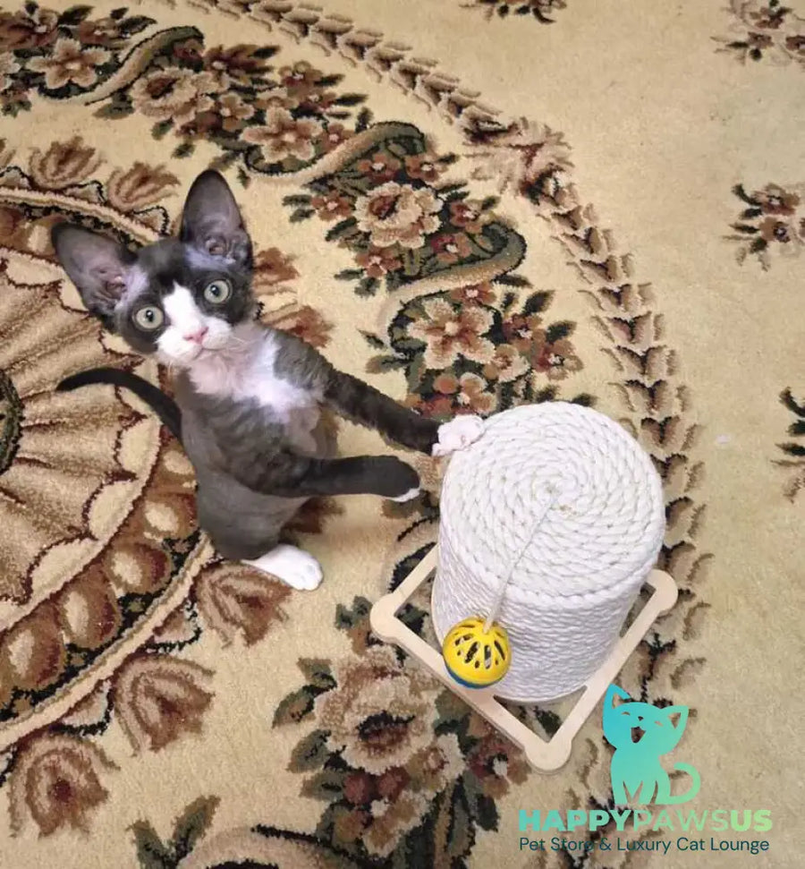 Eliza Devon Rex female black bicolour - live animals