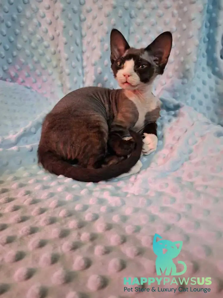 Eliza Devon Rex female black bicolour - live animals