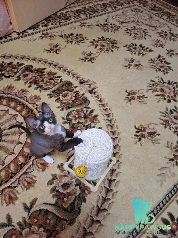 Eliza Devon Rex female black bicolour - live animals
