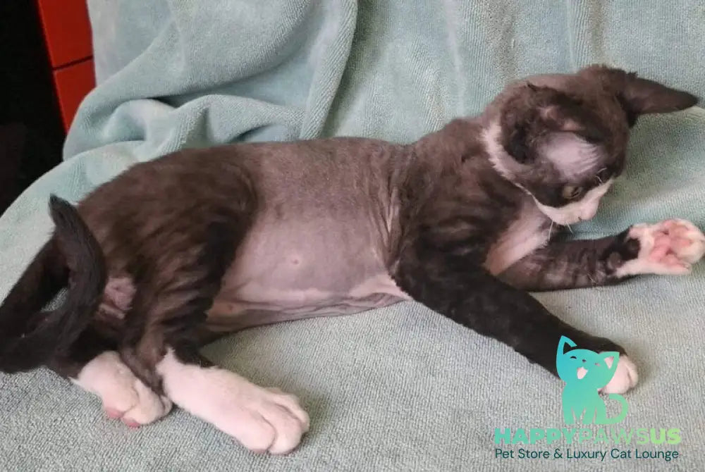 Eliza Devon Rex female black bicolour - live animals