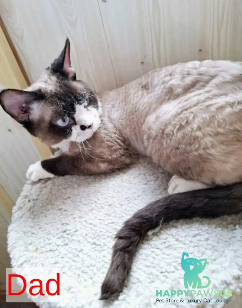 Eliza Devon Rex female black bicolour - live animals