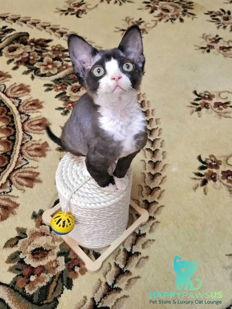 Eliza Devon Rex female black bicolour - live animals