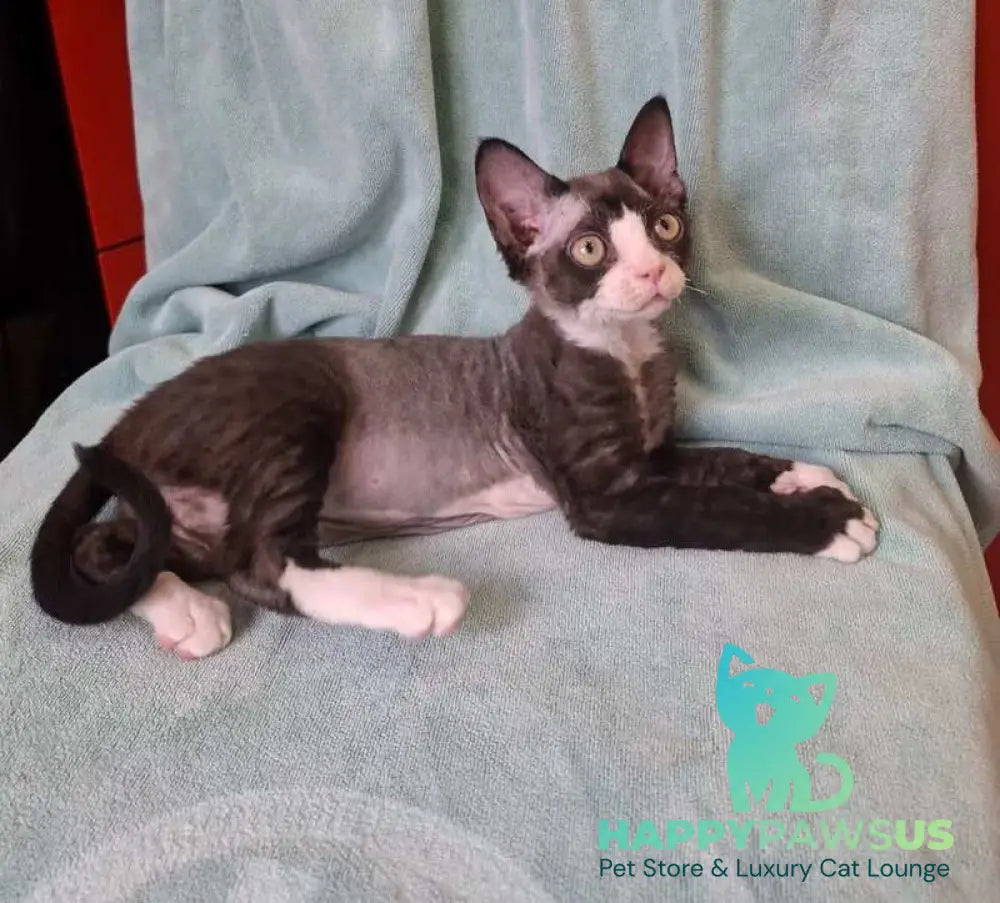 Eliza Devon Rex female black bicolour - live animals
