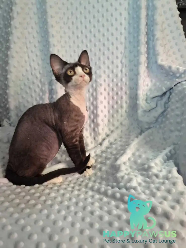Eliza Devon Rex female black bicolour - live animals