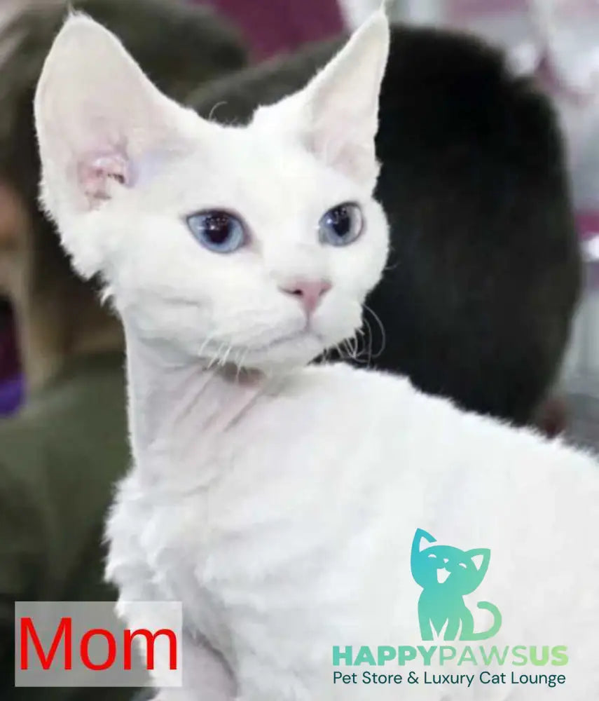 Eliza Devon Rex female black bicolour - live animals