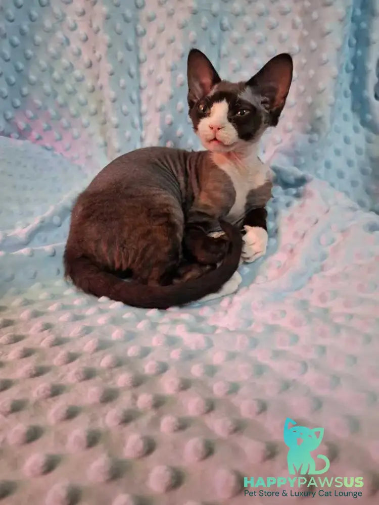 Eliza Devon Rex female black bicolour - live animals