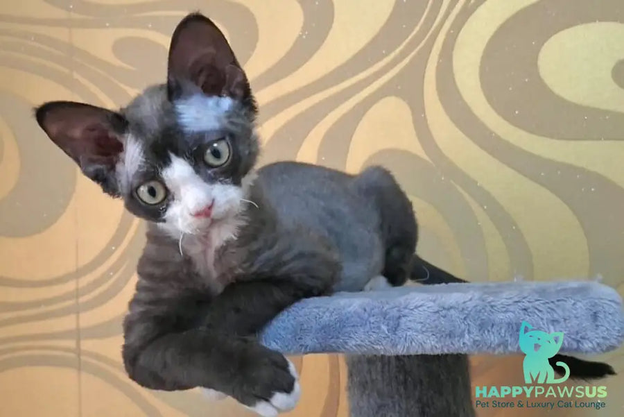 Eliza Devon Rex female black bicolour - live animals