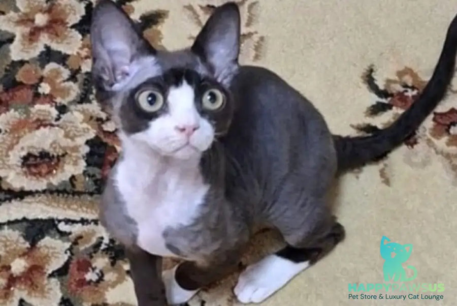 Eliza Devon Rex female black bicolour - live animals