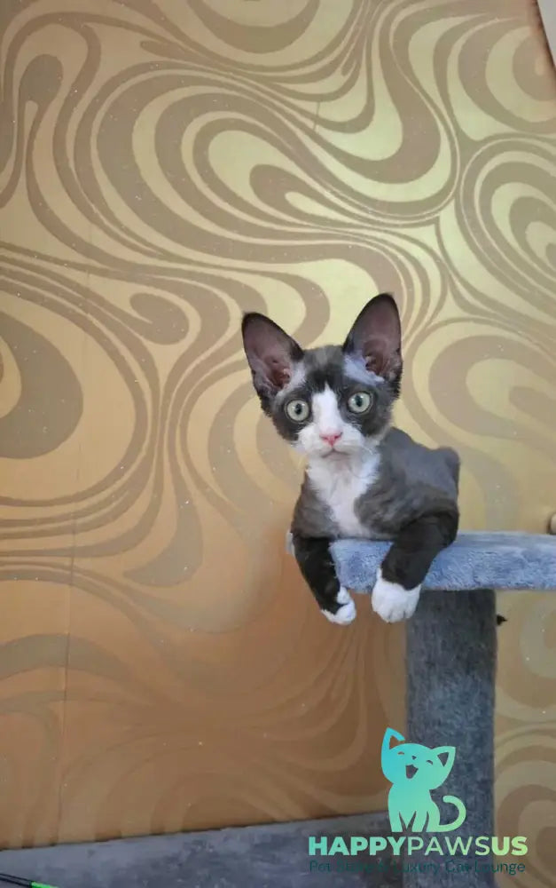 Eliza Devon Rex female black bicolour - live animals
