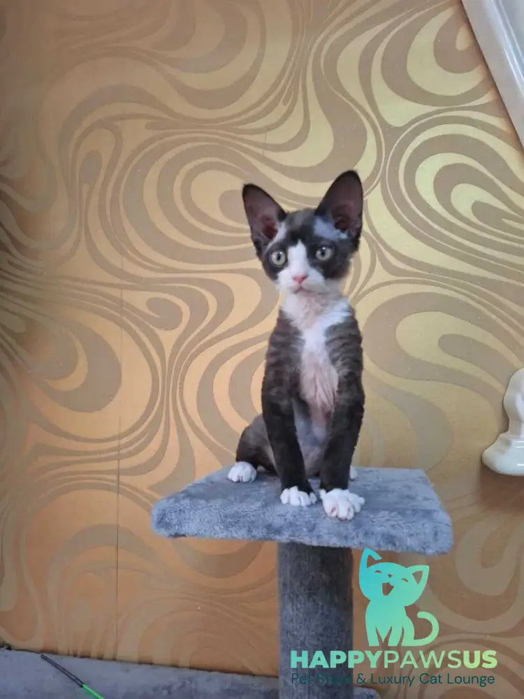 Eliza Devon Rex female black bicolour - live animals