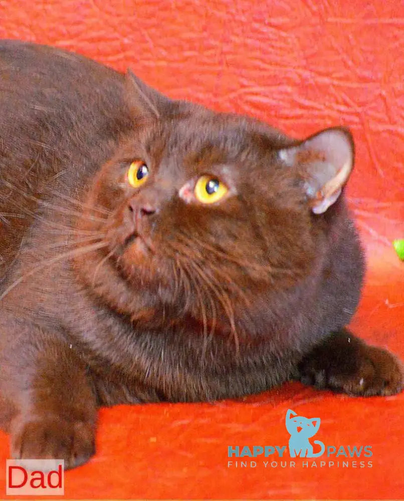 Eliza Scottish Straight female chocolate live animals