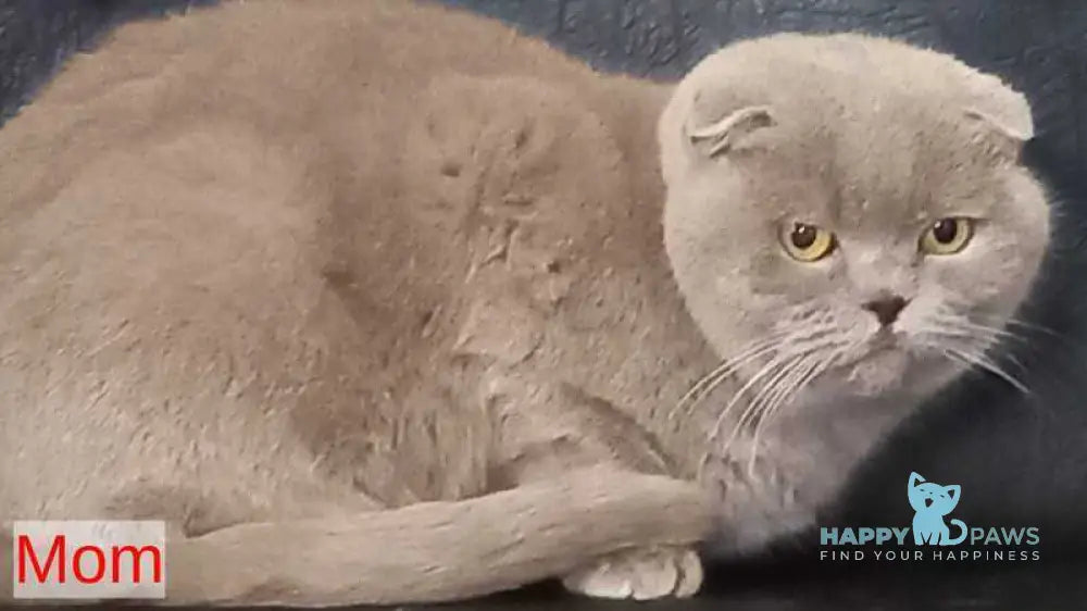 Eliza Scottish Straight female chocolate live animals